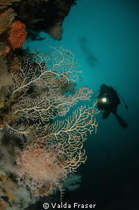 A pink basket star at 45m that I loved and visited often.... by Valda Fraser 